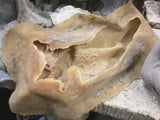Mermaid Mould , Latex with Fibreglass case ( outer ) £495.00